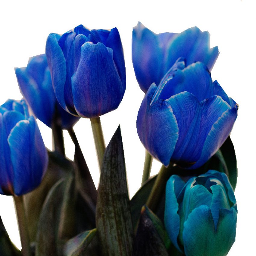 tulipány-modré-45